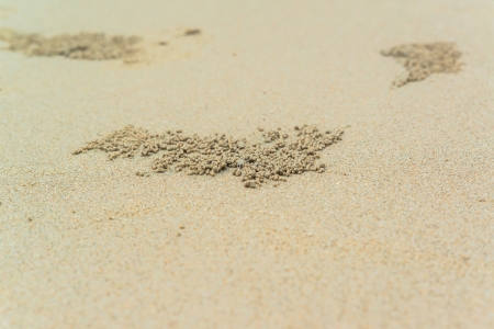 beach crab markingsの写真素材