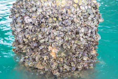 Oysters on the bridge in the seaの写真素材