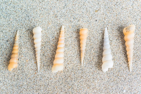 sea shells with sand as background 