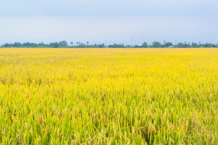 rice fieldの写真素材