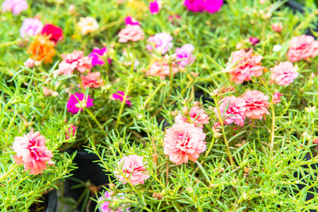 beautiful bouquet flowers on green background の写真素材