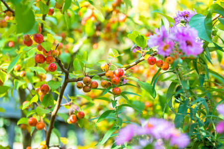 Beautiful Colorful Autumn Leaves 