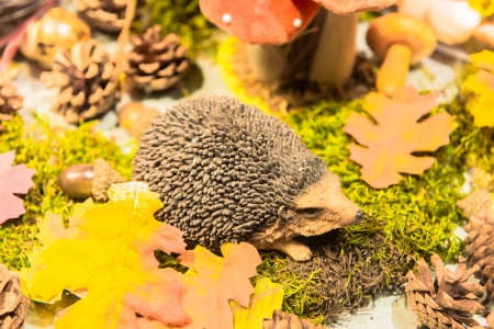 Strange Rainforest Mushroomの写真素材