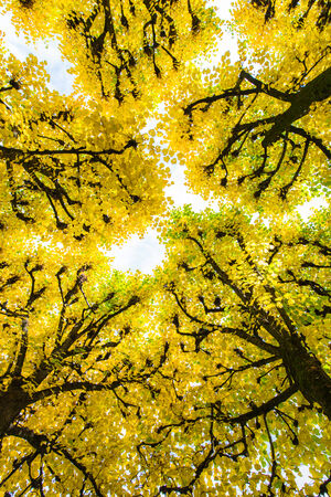 Beautiful Colorful Autumn Leaves の写真素材