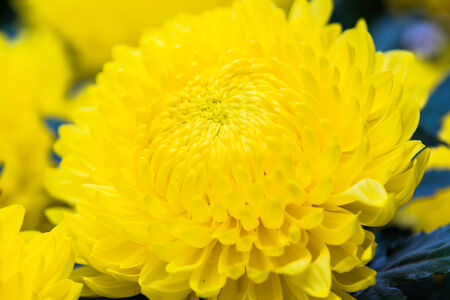 Yellow Chrysanthemum flowerの写真素材