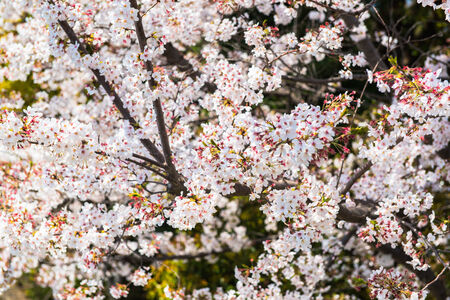 Japanese cherry blossom in springのeditorial素材