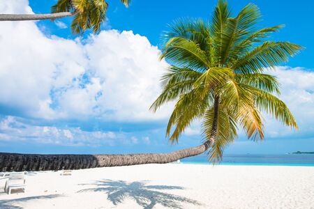 Tropical white sand beach with palm treesの写真素材