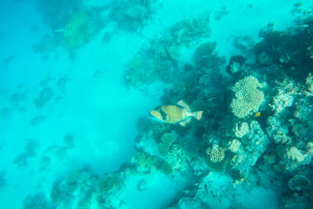 exotic marine life near Maldives island, tropical summer vacation conceptの写真素材