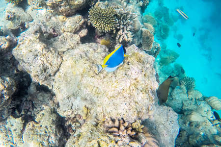 exotic marine life near Maldives island, tropical summer vacation conceptの写真素材