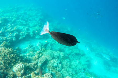 exotic marine life near Maldives island, tropical summer vacation conceptの写真素材
