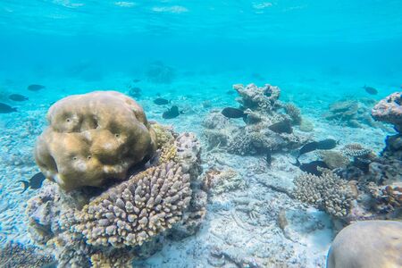 exotic marine life near Maldives island, tropical summer vacation conceptの写真素材