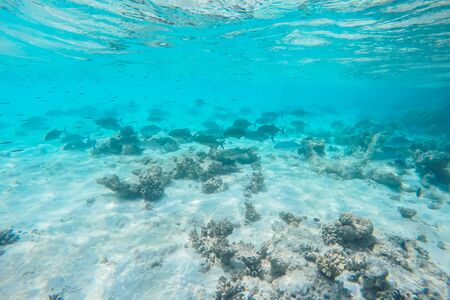 exotic marine life near Maldives island, tropical summer vacation concept