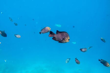 exotic marine life near Maldives island, tropical summer vacation concept
