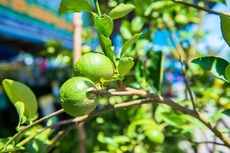 Lime plantの写真素材