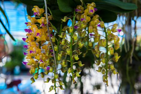 orchidの写真素材