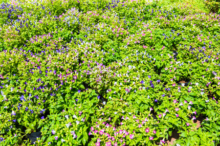 Lush landscaped garden with flowerbed and colorful plantsの写真素材