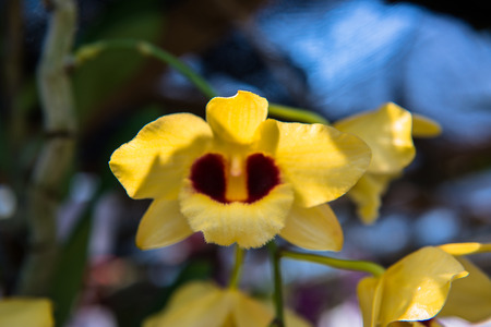 orchidの写真素材