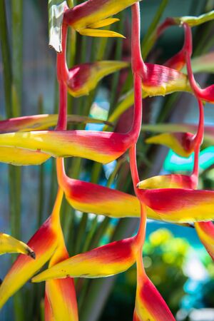 bird of paradise flowerの写真素材