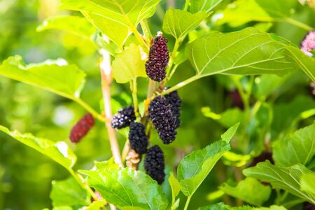 mulberryの写真素材