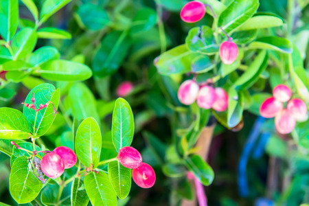 Fresh Karonda Fruit or Lime Berry hanging on a bush of green leavesの写真素材