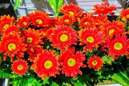 great number of beautiful red garden flowers