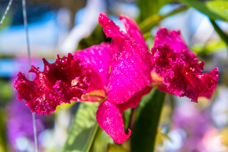 orchidの写真素材