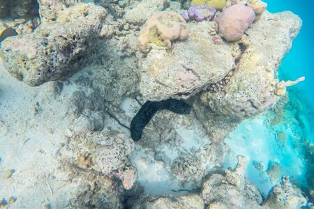 exotic marine life near Maldives island, tropical summer vacation conceptの写真素材