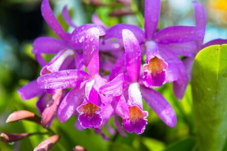 Orchidの写真素材