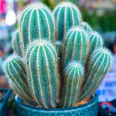 Cactusの写真素材