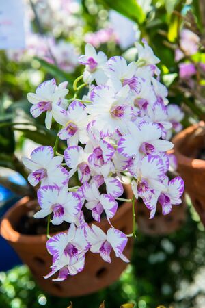 Orchidの写真素材