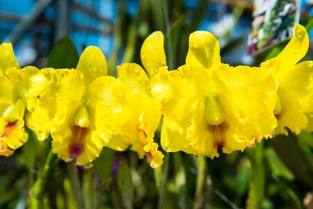 Orchidの写真素材