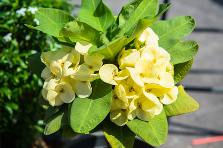 Crown of Thorns flowerの写真素材