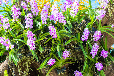 Orchidの写真素材