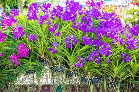 orchidの写真素材