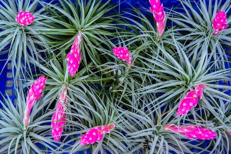 Tillandsiaの写真素材