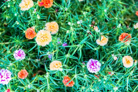 beautiful bouquet flowers on green backgroundの写真素材