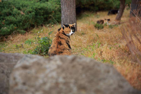 A stray cat that needs people's attentionの写真素材