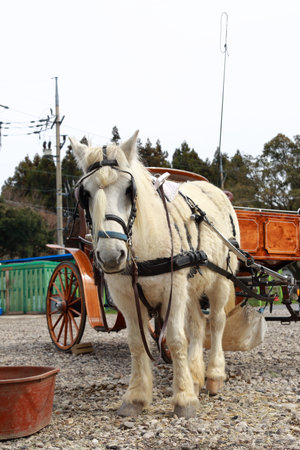 A pony having a hard time pulling a carriageのeditorial素材