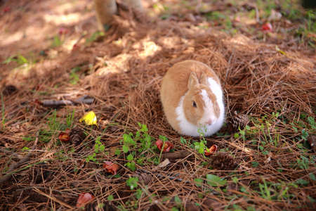 Rabbit in the wild at Sarangbong Park in Jeju