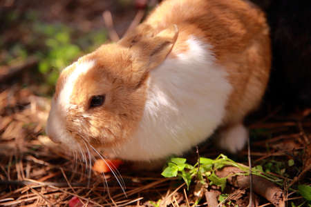 Rabbit in the wild at Sarangbong Park in Jeju