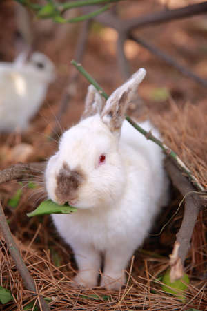 Rabbit in the wild at Sarangbong Park in Jejuの写真素材
