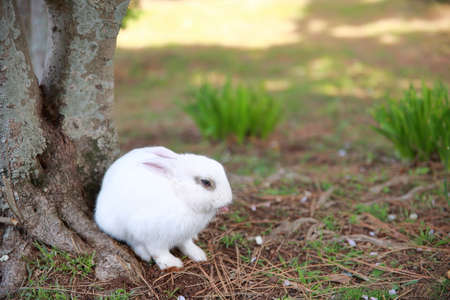 cute wild rabbitの写真素材