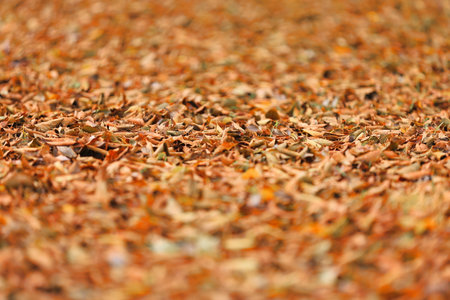It is nature that visually shows that autumn is approaching.