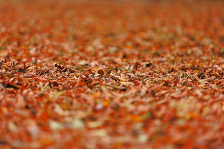 It is nature that visually shows that autumn is approaching.の写真素材