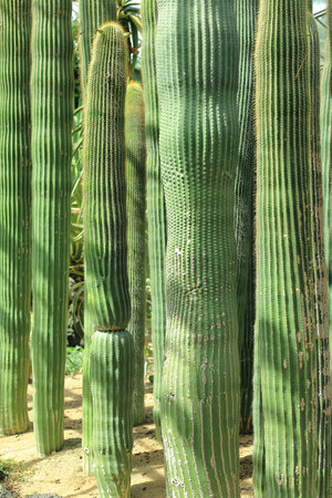 Cacti in the desert that grew tall like a forest of buildingsの写真素材