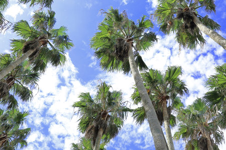 A palm tree soaring high into the sky like a buildingの写真素材