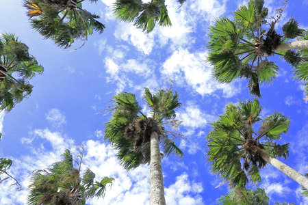 A palm tree soaring high into the sky like a buildingの写真素材