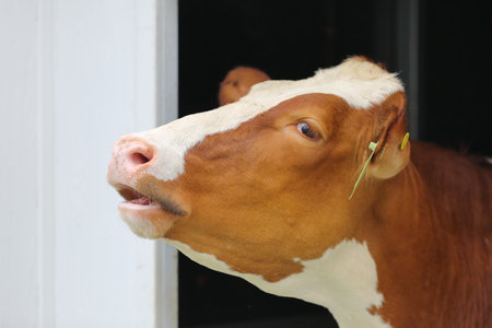 Feeding experience Calves feeding from children's hands at the farmの写真素材