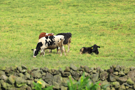 Cows grazing peacefully on a wide meadowの写真素材
