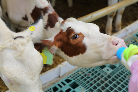 Experience Feeding Cows This is a calf feeding to the full on the farm.の写真素材